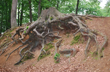 Wald 1